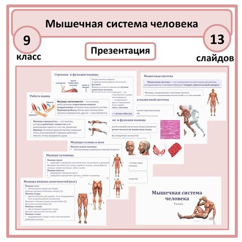 Презентация по биологии «Мышечная система человека» 9 класс