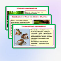 Презентация «Мир животных: земноводные и пресмыкающиеся. Особенности внешнего вида, условия жизни, передвижения, питания: узнавание, называние, описание». 2 класс