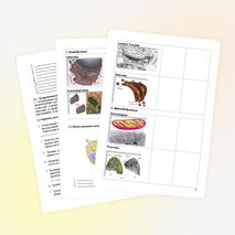 Урок по биологии на тему «Клетка»