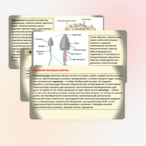 Презентация 