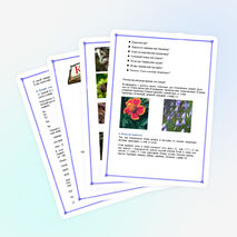 Урок обучения грамоте в 1 классе «Звуки (б), (б*) , буква Б, б»