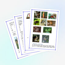 Урок обучения грамоте в 1 классе «Звуки (б), (б*) , буква Б, б»