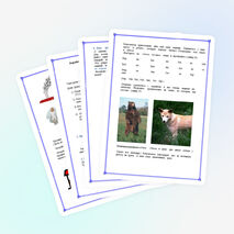 Урок обучения грамоте в 1 классе «Звуки (б), (б*) , буква Б, б»