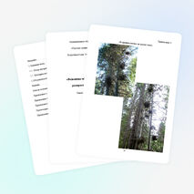 Исследовательская работа "Ведьмины мётлы в местечке Кепсала и их распространённость по территории"