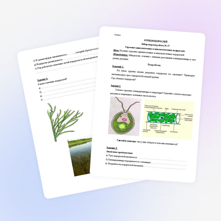 ОТРЯД ВОДОРОСЛЕЙ Лабораторная работа № 17 Строение одноклеточных и многоклеточных водорослей.