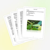 Исследовательская работа «Влияние удобрений на рост, урожайность кабачков»