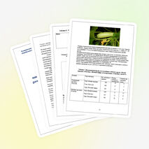 Исследовательская работа «Влияние удобрений на рост, урожайность кабачков»