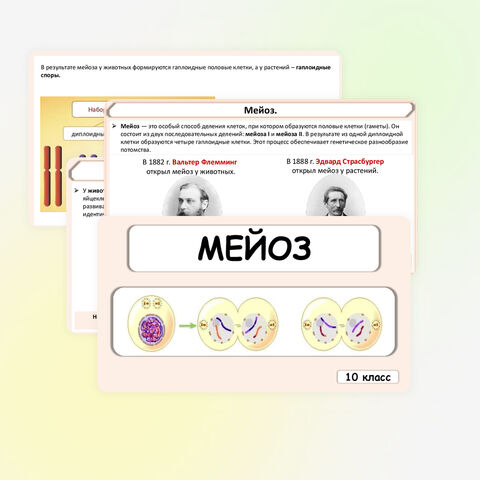 Презентация Мейоз.