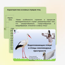 Презентация по биологии на тему "Водоплавающие птицы и птицы околоводных пространств" (7 класс)