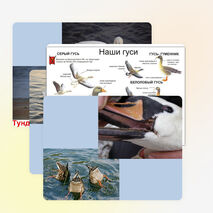 Презентация по биологии на тему "Водоплавающие птицы и птицы околоводных пространств" (7 класс)