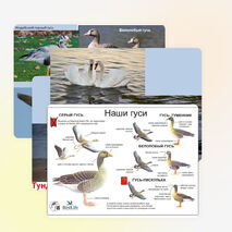 Презентация по биологии на тему "Водоплавающие птицы и птицы околоводных пространств" (7 класс)