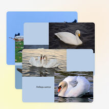 Презентация по биологии на тему "Водоплавающие птицы и птицы околоводных пространств" (7 класс)