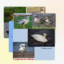 Презентация по биологии на тему "Водоплавающие птицы и птицы околоводных пространств" (7 класс)