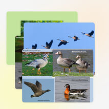 Презентация по биологии на тему "Водоплавающие птицы и птицы околоводных пространств" (7 класс)