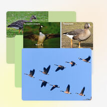 Презентация по биологии на тему "Водоплавающие птицы и птицы околоводных пространств" (7 класс)