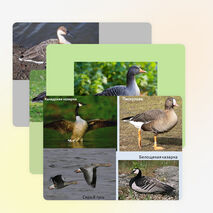 Презентация по биологии на тему "Водоплавающие птицы и птицы околоводных пространств" (7 класс)