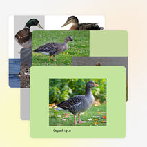 Презентация по биологии на тему "Водоплавающие птицы и птицы околоводных пространств" (7 класс)