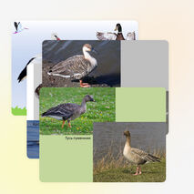 Презентация по биологии на тему "Водоплавающие птицы и птицы околоводных пространств" (7 класс)