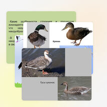 Презентация по биологии на тему "Водоплавающие птицы и птицы околоводных пространств" (7 класс)