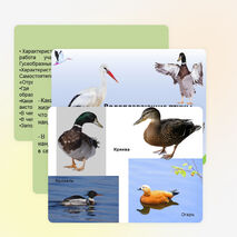 Презентация по биологии на тему "Водоплавающие птицы и птицы околоводных пространств" (7 класс)