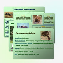 Презентация по окружающему миру "Бобры" (2-3 классы)