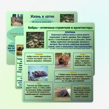 Презентация по окружающему миру "Бобры" (2-3 классы)