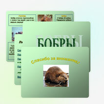 Презентация по окружающему миру "Бобры" (2-3 классы)