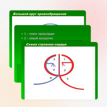 Биология. Круги кровообращения большой и малый. 8-11 классы«Использование схематических рисунков при изучении темы «Круги кровообращения»»