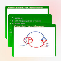 Биология. Круги кровообращения большой и малый. 8-11 классы«Использование схематических рисунков при изучении темы «Круги кровообращения»»