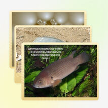 Презентация по окружающему миру на тему "Озеро Ханка" (2-4 класс)