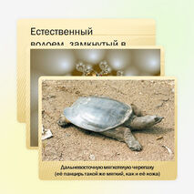 Презентация по окружающему миру на тему "Озеро Ханка" (2-4 класс)