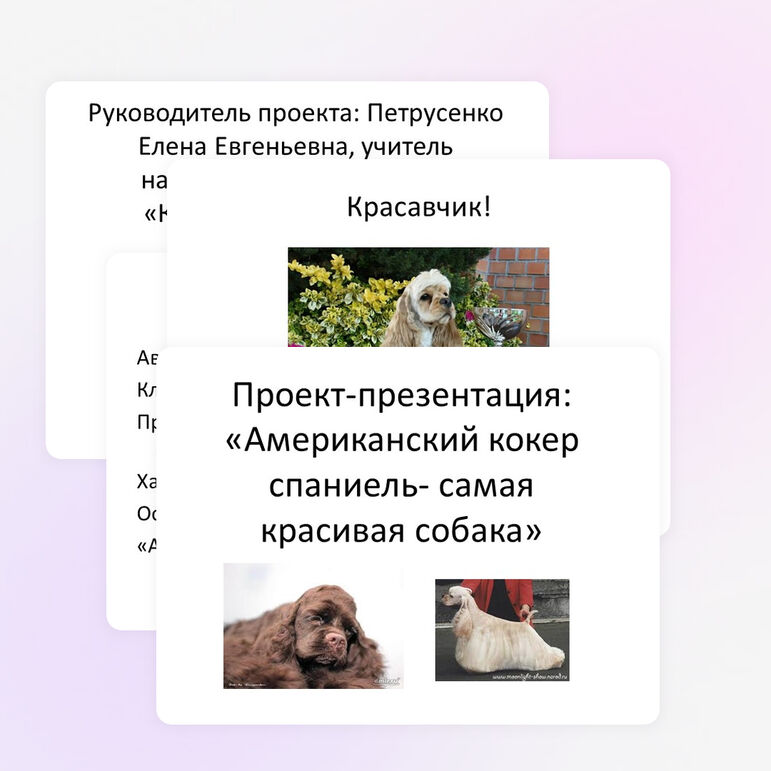 Проект-презентация "Американский кокер спаниель - самая красивая собака"