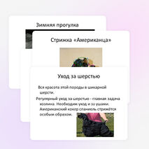 Проект-презентация "Американский кокер спаниель - самая красивая собака"