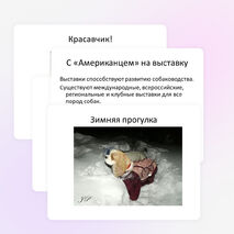 Проект-презентация "Американский кокер спаниель - самая красивая собака"