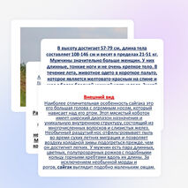 Проектно -исследовательская работа учащихся 4 класса