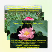 Презентация: «Лотос - символ Калмыкии»