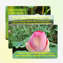 Презентация: «Лотос - символ Калмыкии»