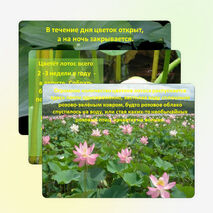 Презентация: «Лотос - символ Калмыкии»