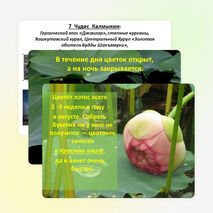 Презентация: «Лотос - символ Калмыкии»