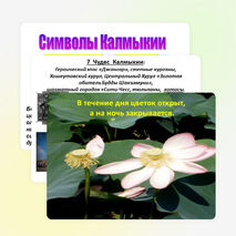Презентация: «Лотос - символ Калмыкии»