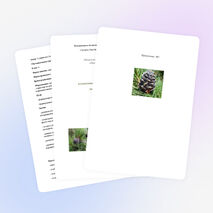 Классный час «Кедр дружбы»