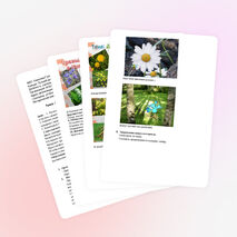 Конспект урока башкирского языка для 5 класса «Лекарственные травы. Глагол»