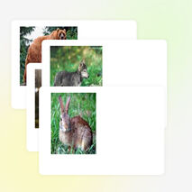 Нетрадиционный урок развития речи и ознакомления с окружающим миром «Путешествие по лесу» в 1-м классе