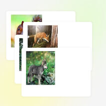 Нетрадиционный урок развития речи и ознакомления с окружающим миром «Путешествие по лесу» в 1-м классе