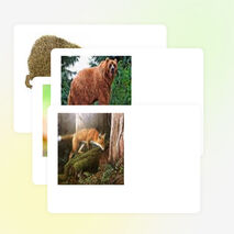 Нетрадиционный урок развития речи и ознакомления с окружающим миром «Путешествие по лесу» в 1-м классе