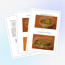 Исследовательская работа на тему "Царица-чечевица"