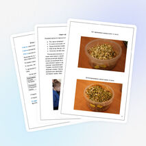 Исследовательская работа на тему "Царица-чечевица"