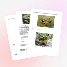 «Внешнее и внутреннее строение земноводных». 8 класс / коррекционная школа /