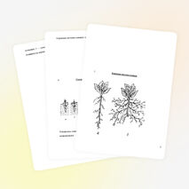 Конспект занятия "Пикировка цветочной рассады"