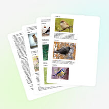 Разработка занятия в дополнительном образовании детей по теме: «Зимующие птицы. Получение изображения снегиря при помощи оттиска поролона».